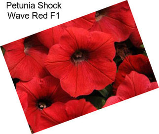 Petunia Shock Wave Red F1