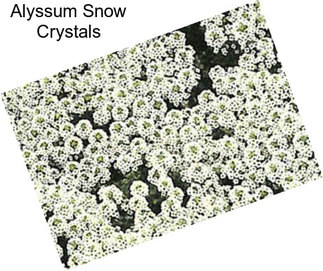 Alyssum Snow Crystals