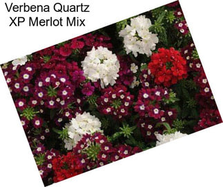 Verbena Quartz XP Merlot Mix