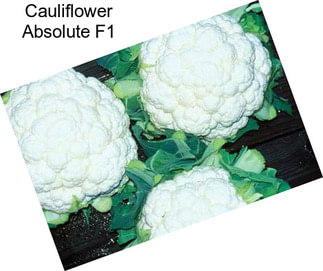 Cauliflower Absolute F1