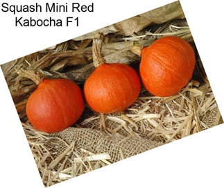 Squash Mini Red Kabocha F1