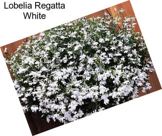 Lobelia Regatta White