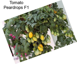 Tomato Peardrops F1