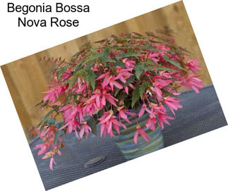 Begonia Bossa Nova Rose