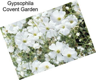 Gypsophila Covent Garden