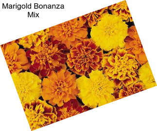Marigold Bonanza Mix