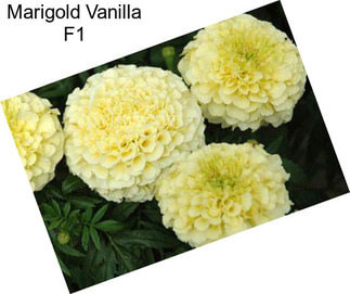 Marigold Vanilla F1