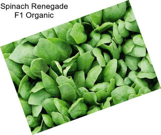 Spinach Renegade F1 Organic