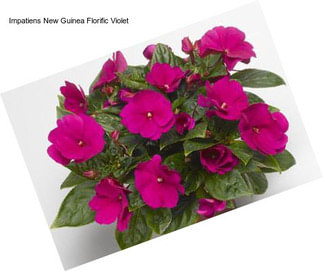 Impatiens New Guinea Florific Violet