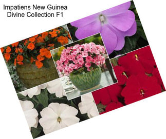 Impatiens New Guinea Divine Collection F1