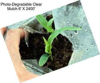 Photo-Degradable Clear Mulch 6\' X 2400\'