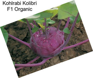 Kohlrabi Kolibri F1 Organic