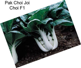 Pak Choi Joi Choi F1