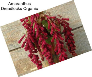 Amaranthus Dreadlocks Organic