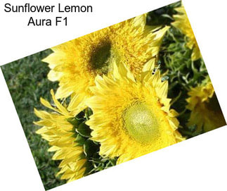 Sunflower Lemon Aura F1