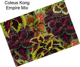 Coleus Kong Empire Mix