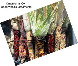 Ornamental Corn Underwood\'s Ornamental