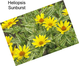 Heliopsis Sunburst