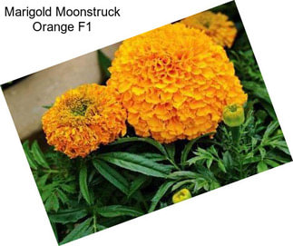 Marigold Moonstruck Orange F1