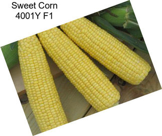 Sweet Corn 4001Y F1
