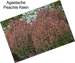 Agastache Peachie Keen