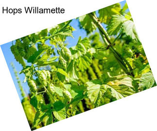 Hops Willamette