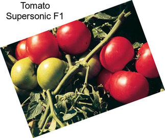 Tomato Supersonic F1