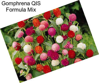 Gomphrena QIS Formula Mix