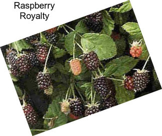 Raspberry Royalty