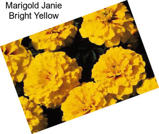 Marigold Janie Bright Yellow