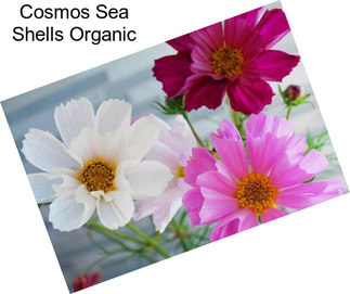 Cosmos Sea Shells Organic