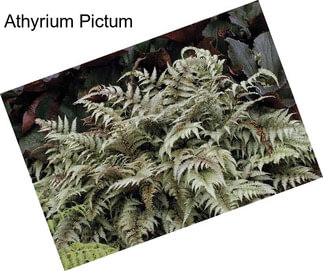 Athyrium Pictum
