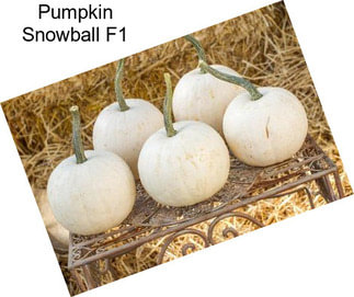 Pumpkin Snowball F1