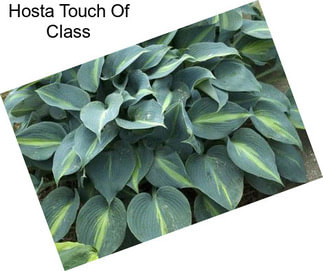 Hosta Touch Of Class