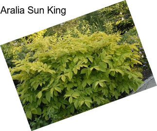 Aralia Sun King