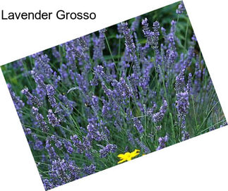 Lavender Grosso