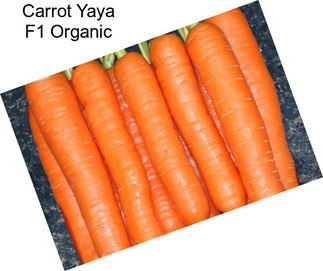 Carrot Yaya F1 Organic