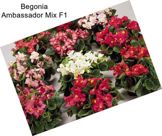 Begonia Ambassador Mix F1