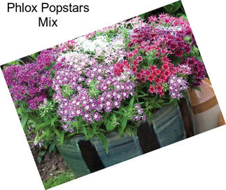 Phlox Popstars Mix