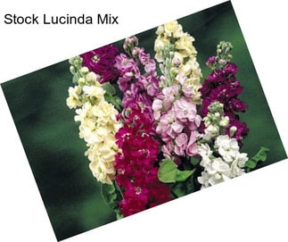 Stock Lucinda Mix