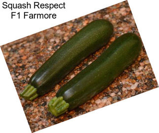 Squash Respect F1 Farmore