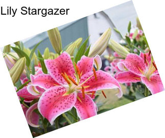 Lily Stargazer