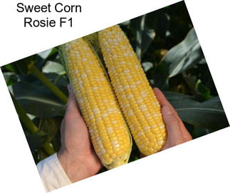 Sweet Corn Rosie F1