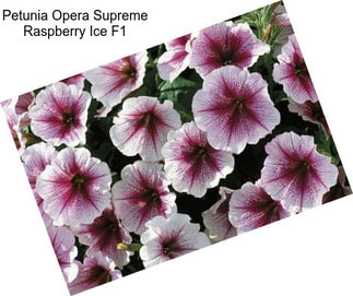 Petunia Opera Supreme Raspberry Ice F1