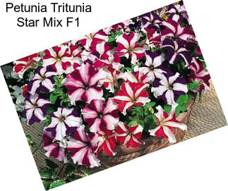 Petunia Tritunia Star Mix F1