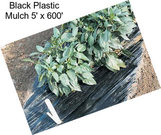 Black Plastic Mulch 5\' x 600\'