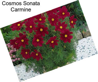 Cosmos Sonata Carmine