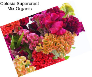 Celosia Supercrest Mix Organic