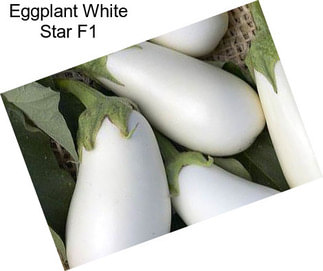 Eggplant White Star F1