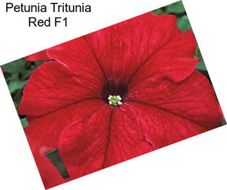 Petunia Tritunia Red F1